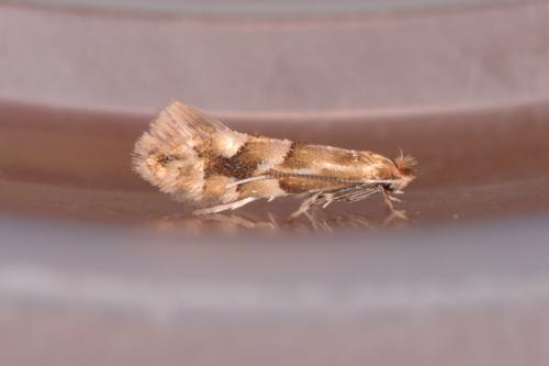 Phyllonorycter salicicolella